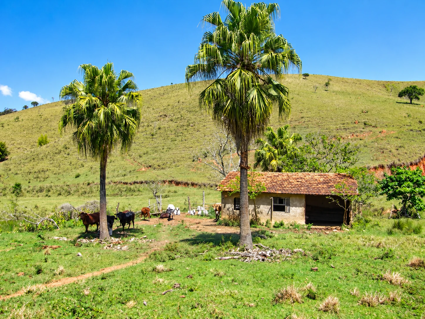 Sítio, 90 hectares - Foto 11