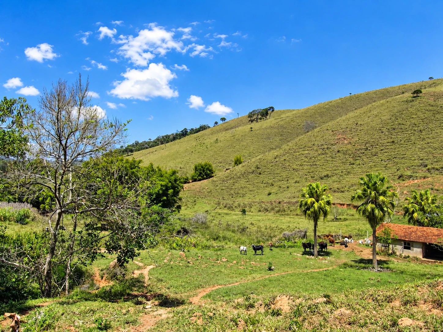 Sítio, 90 hectares - Foto 12